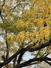 Gleditsia triacanthos
