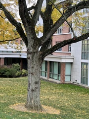 Gleditsia triacanthos