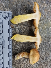 Cortinarius rubicundulus