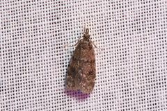 Scoparia penumbralis