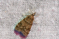 Scoparia penumbralis