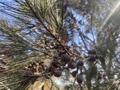 Allocasuarina littoralis