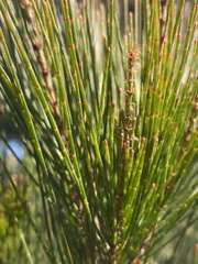 Allocasuarina littoralis