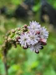 Lactuca biennis
