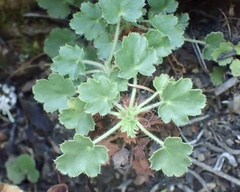 Heuchera brevistaminea