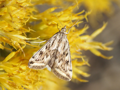 Loxostege cereralis
