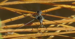 Neogerris hesione