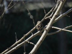 Troglodytes aedon