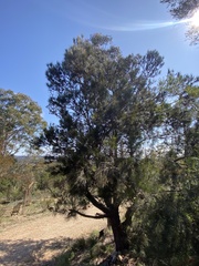 Allocasuarina littoralis