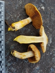 Cortinarius rubicundulus
