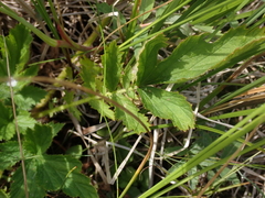 Geum