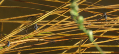 Neogerris hesione