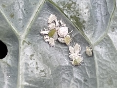 Brevicoryne brassicae