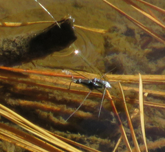 Neogerris hesione