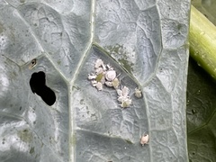 Brevicoryne brassicae