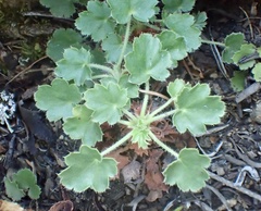 Heuchera brevistaminea