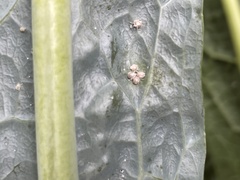Brevicoryne brassicae