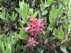 Arctostaphylos virgata