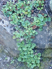 Heuchera brevistaminea