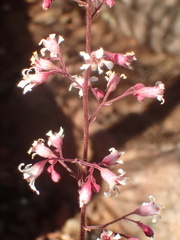 Heuchera brevistaminea