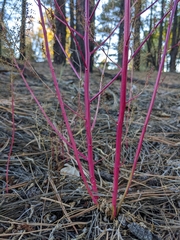 Dysphania graveolens