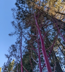 Dysphania graveolens