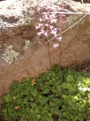 Heuchera brevistaminea