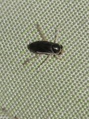 Corixinae