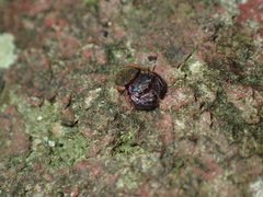Simaethina