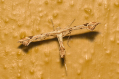 Platyptilia carduidactylus