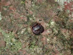 Simaethina