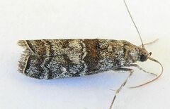 Dioryctria pentictonella