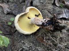 Suillaceae