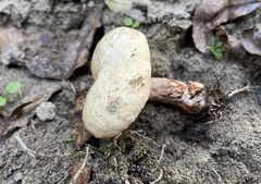 Suillaceae