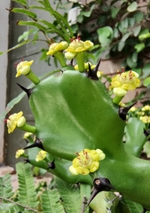 Euphorbia