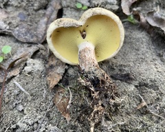 Suillaceae