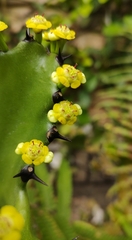 Euphorbia