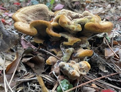 Phaeolus schweinitzii