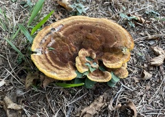 Phaeolus schweinitzii