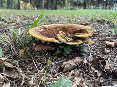 Phaeolus schweinitzii