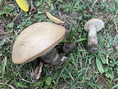 Leccinum duriusculum