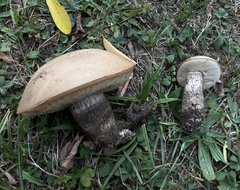 Leccinum duriusculum