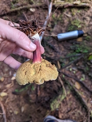 Xerocomellus atropurpureus