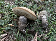 Leccinum duriusculum