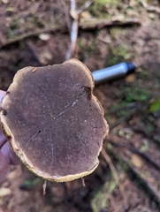 Xerocomellus atropurpureus