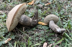 Leccinum duriusculum