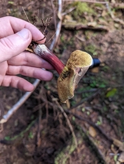 Xerocomellus atropurpureus