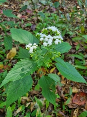 Ageratina altissima