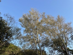 Leccinum duriusculum
