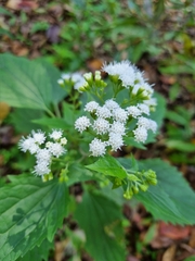 Ageratina altissima